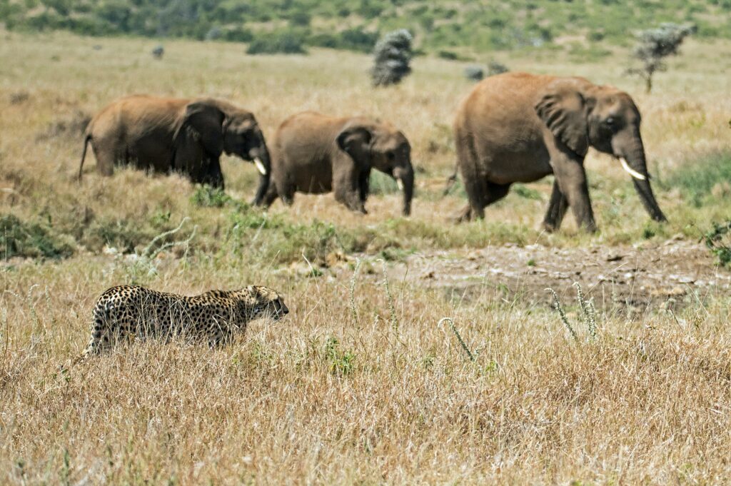 Drei Elefanten und ein Gepard in der Savanne